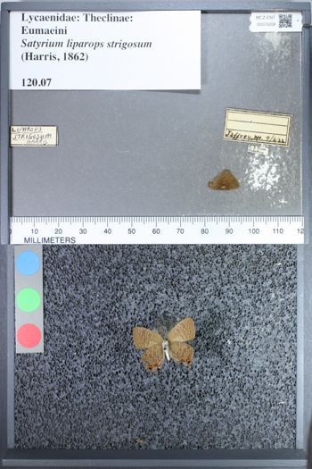 Media type: image;   Entomology 70208